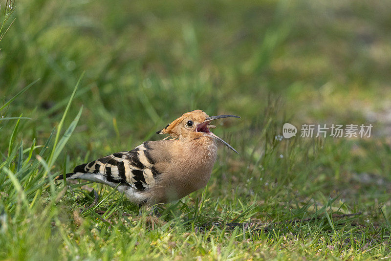 欧亚天麻(Upupa epops)